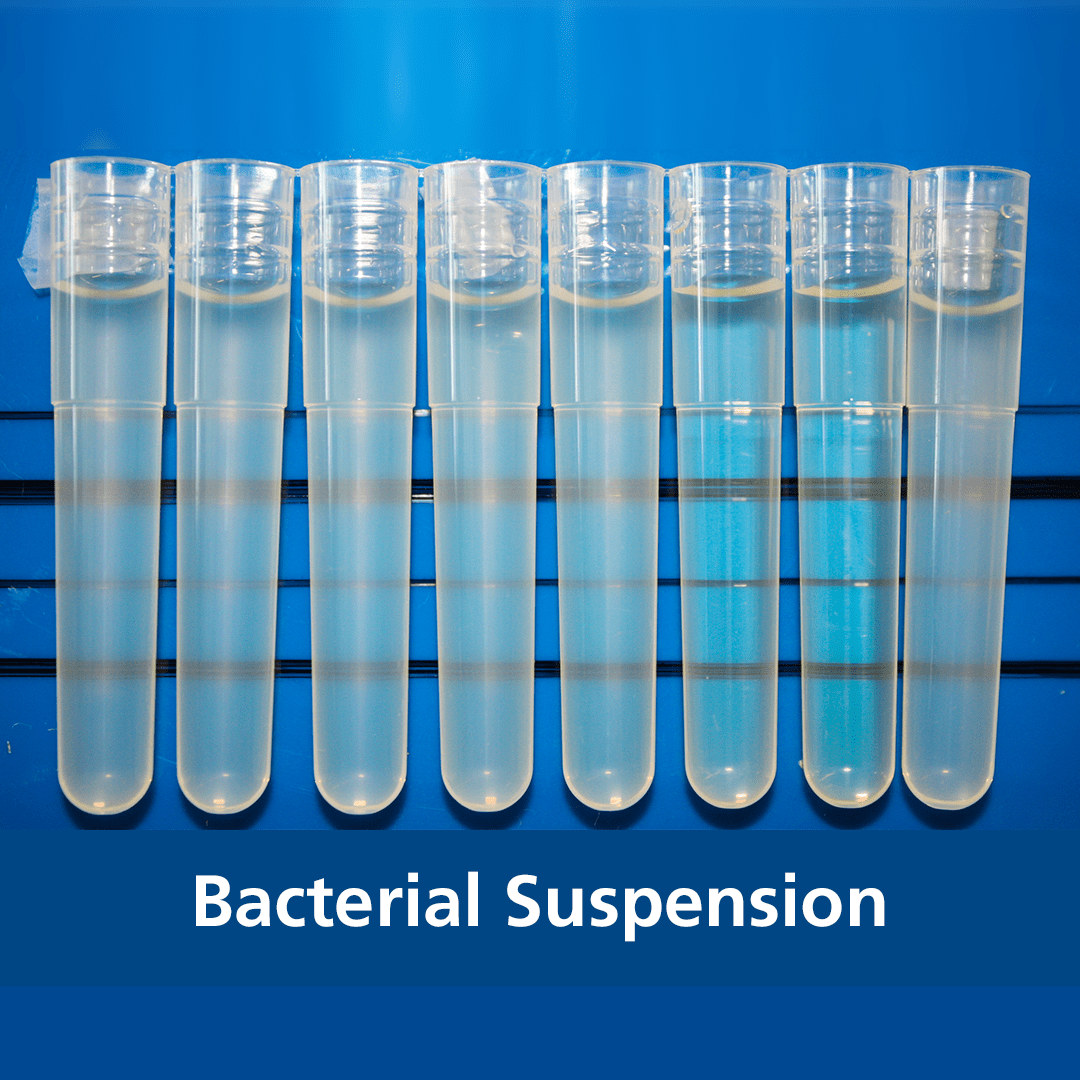 Bacterial Suspension Bacterial Suspension